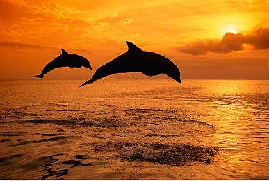 《宝可梦传说 Z-A》发布新短片 8.28揭晓新MEGA